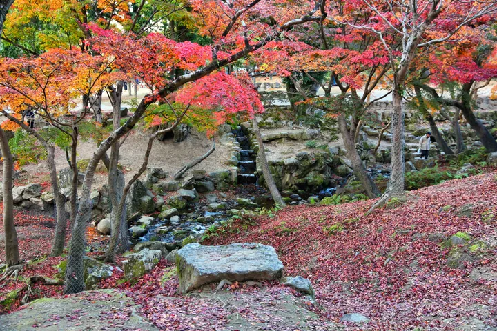 奈良県 奈良公園の紅葉（11月）