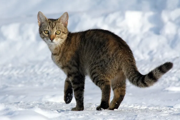 雪の上を歩く猫