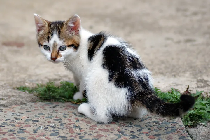 生後6週の子猫