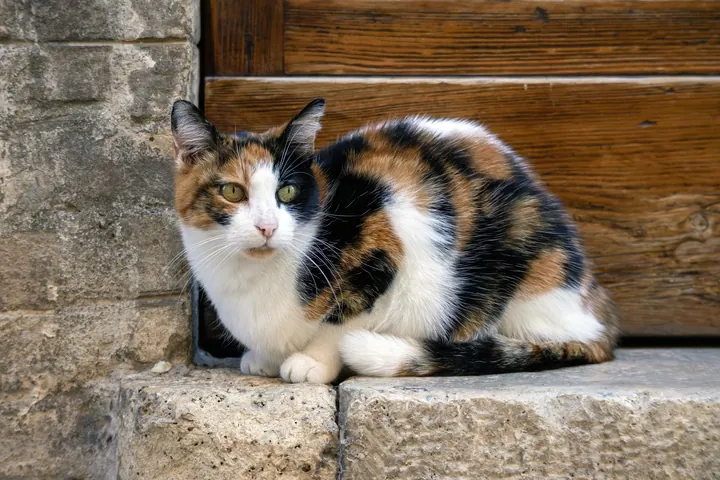 戸口でくつろぐ三毛猫