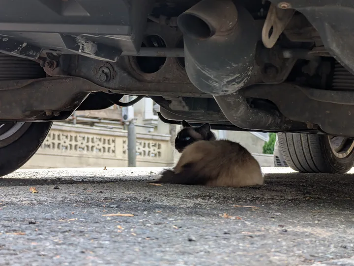 止めた車の下で休む猫（乗る前に車の下を確かめる）