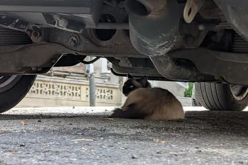 止めた車の下で休む猫（乗る前に車の下を確かめる）