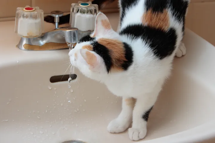 洗面台の蛇口から水を飲む三毛猫
