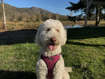 リードをつけて芝生に座る犬