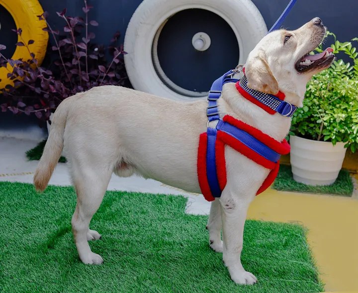 ハーネスをつけた犬