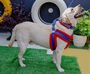 ハーネスをつけた犬