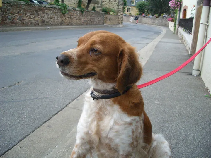 リードをつけて立つ犬