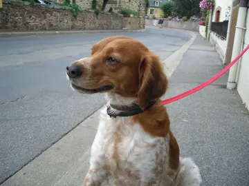 リードをつけて立つ犬
