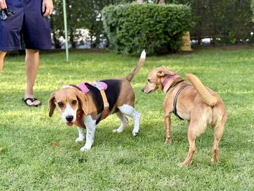 芝生で出会った二匹の犬