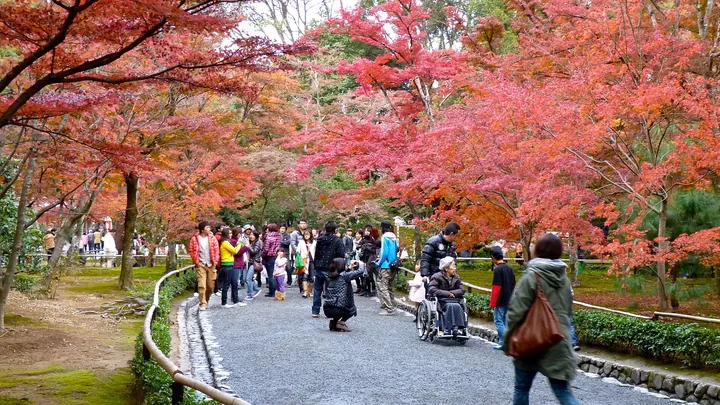 紅葉の季節の金閣寺の参道（京都市）