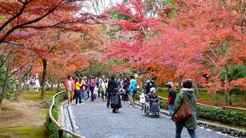 紅葉の季節の金閣寺の参道（京都市）