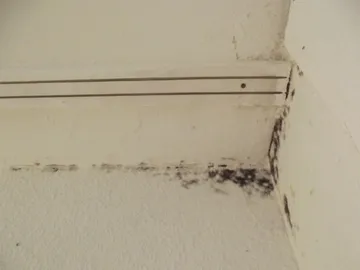 壁の隅に出たカビ