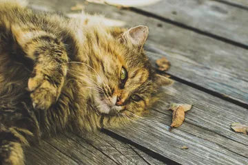 寝そべる猫