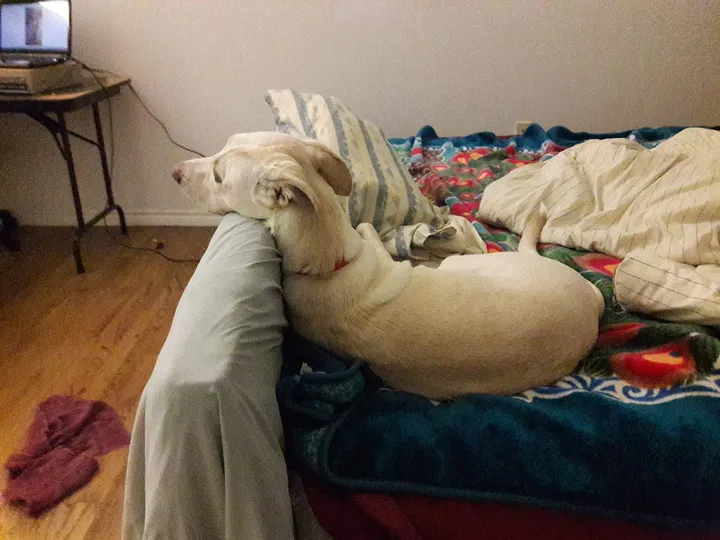 ベッドで眠る犬