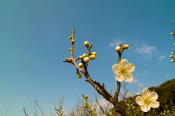 梅の花