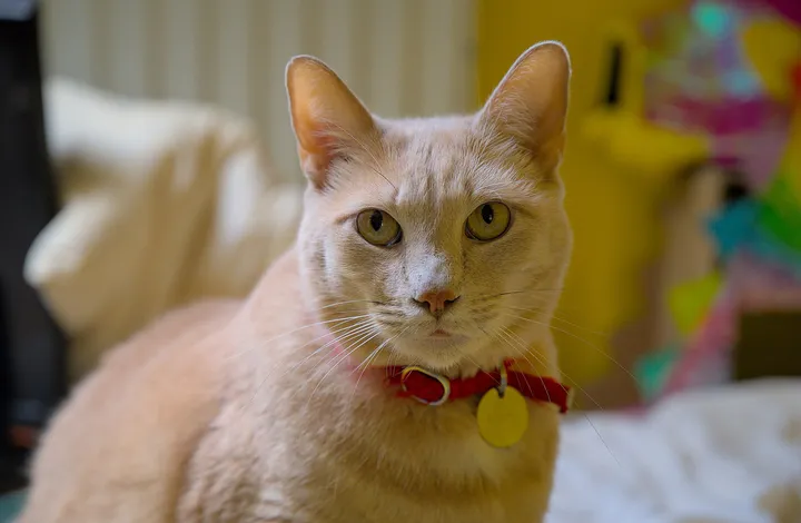 赤い首輪の猫