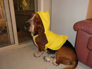 雨がっぱを着た犬