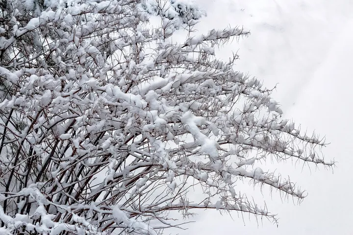 雪の積もった木の枝