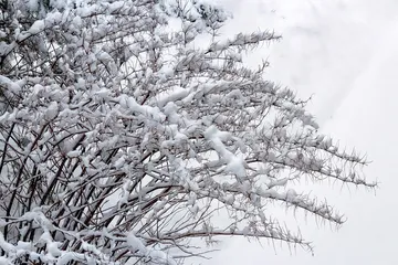雪の積もった木の枝