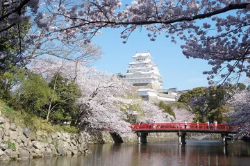 桜の咲く姫路城（兵庫県姫路市）