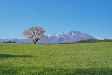 小岩井農場の一本桜と岩手山（岩手県雫石町）