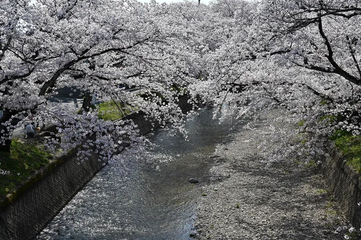 五条川の桜並木（愛知県）