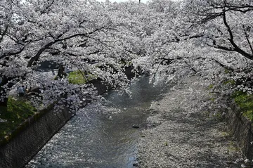 五条川の桜並木（愛知県）