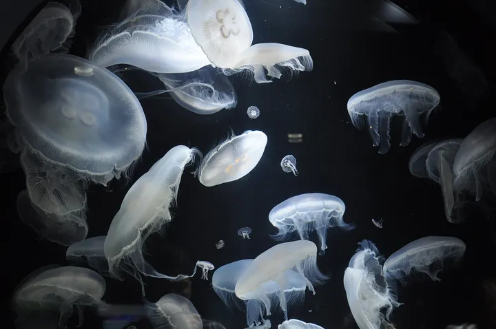 加茂水族館のクラゲ（山形県鶴岡市）