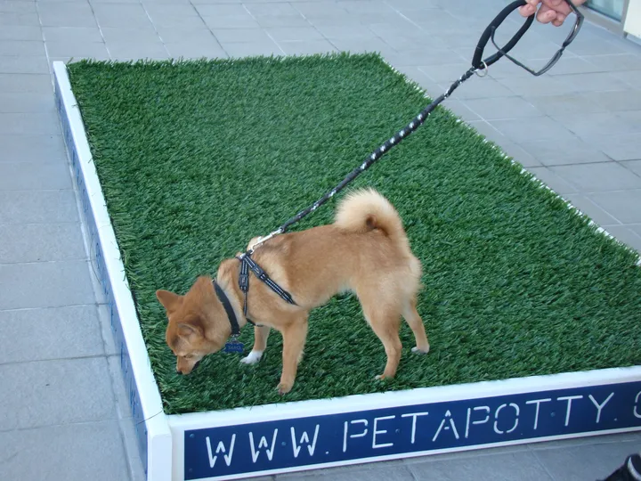 ペット用の芝生のトイレで用を足す犬