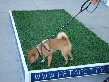 ペット用の芝生のトイレで用を足す犬