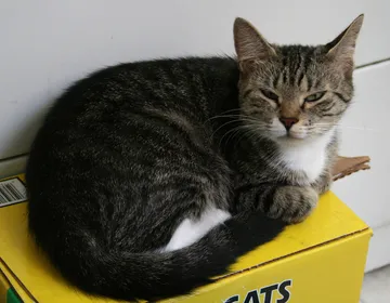 猫と猫砂の箱
