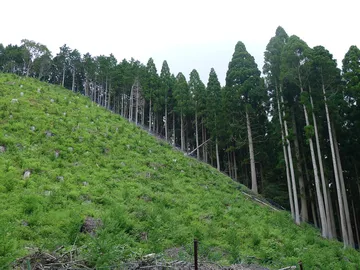 北山杉の林（京都市右京区）