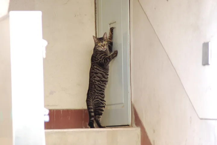 扉の前の猫