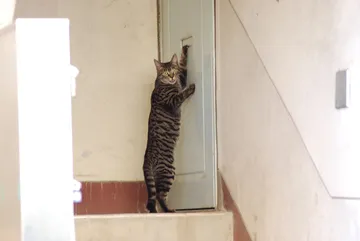 扉の前の猫