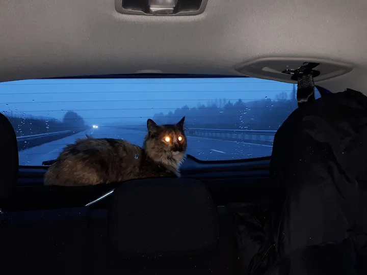 後ろの窓から見える景色（車の中から）