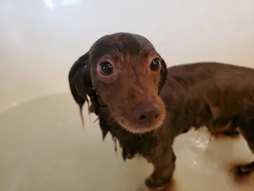 体を洗う犬