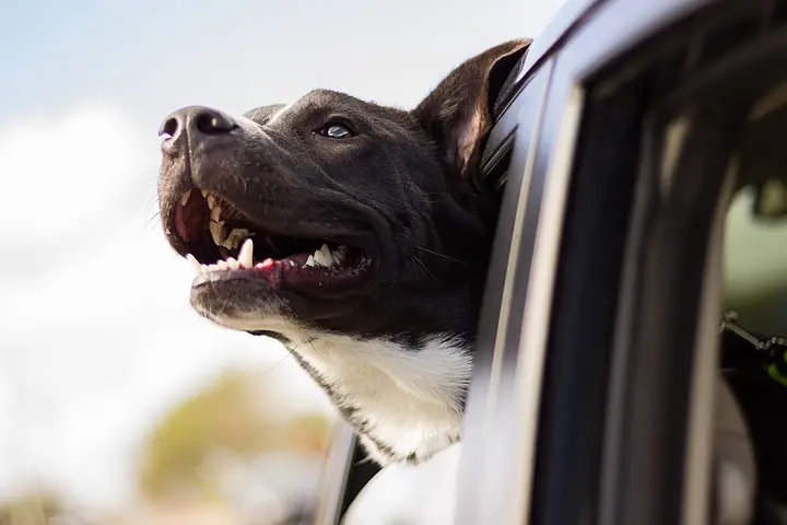 車の窓から顔を出す犬