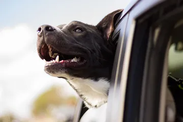 車の窓から顔を出す犬