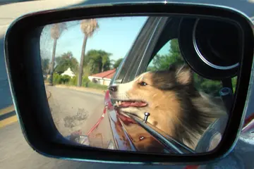 車の窓から顔を出す犬（ドアミラー越し）