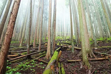 雲取山の霧の杉林