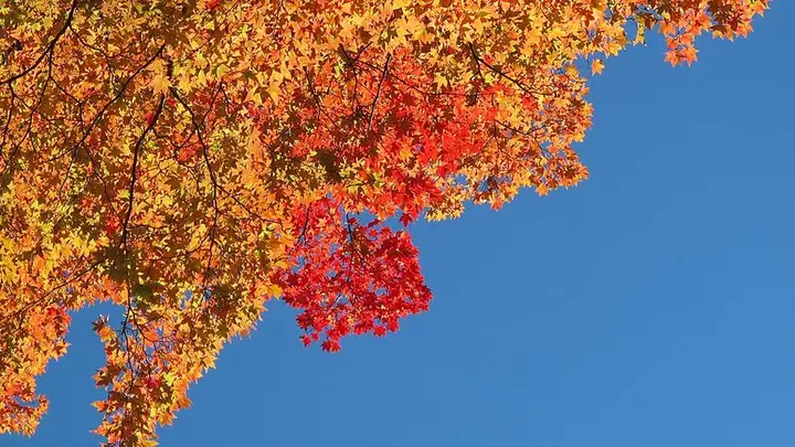 埼玉県 秩父 中津川の紅葉