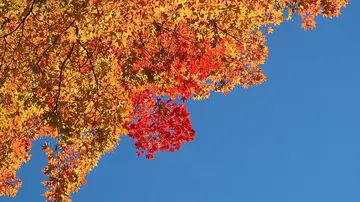 埼玉県 秩父 中津川の紅葉