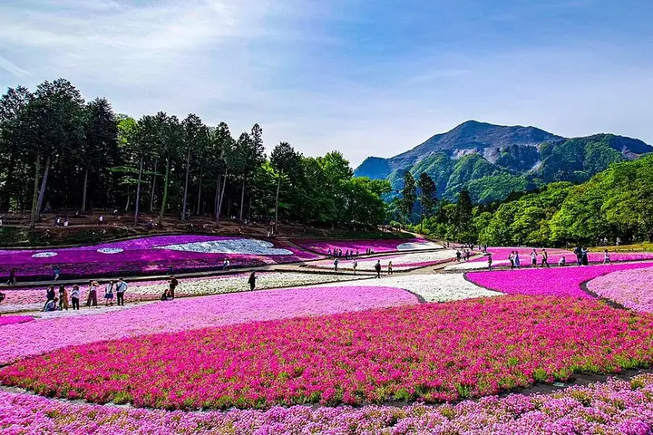 埼玉県 秩父 羊山公園の芝桜と武甲山
