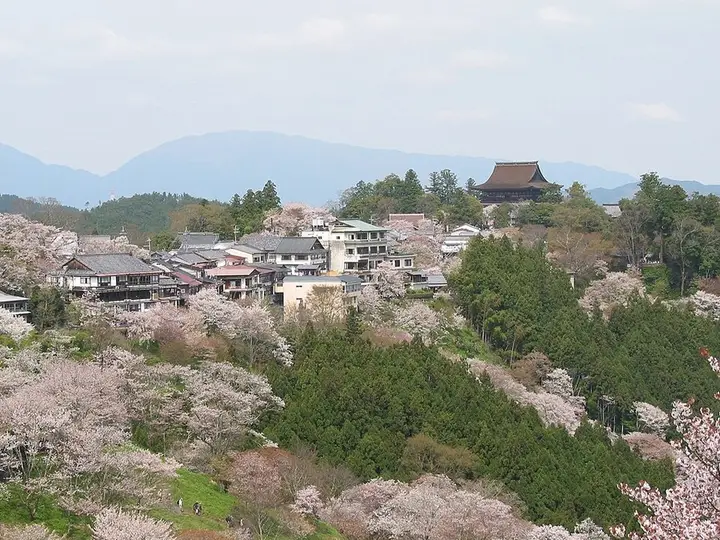 奈良県 吉野山の桜