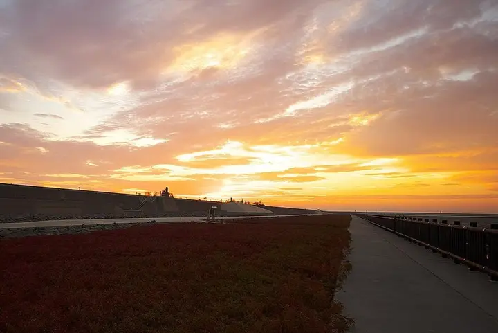 佐賀県 干潟よか公園のシチメンソウと夕焼け