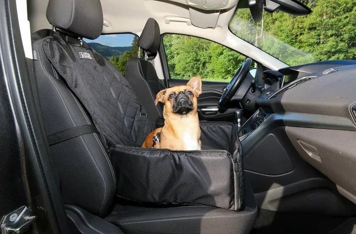 車の座席の犬用シートに乗る犬（3）