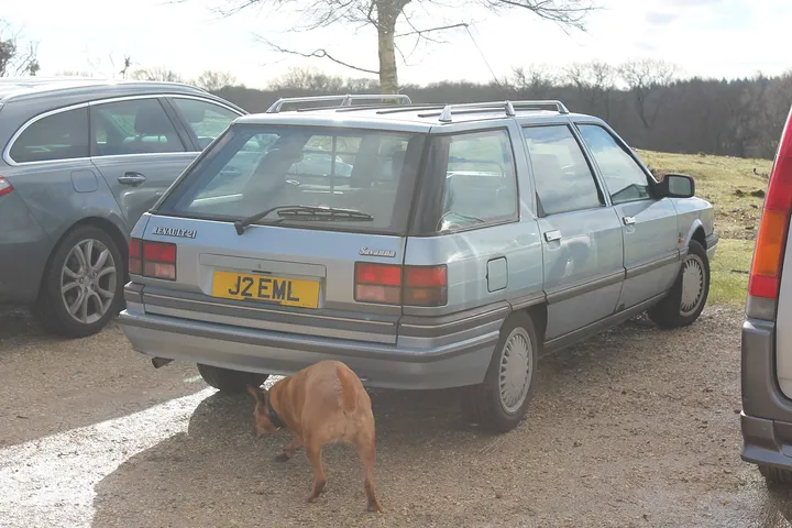 車のそばに立つ大きな犬