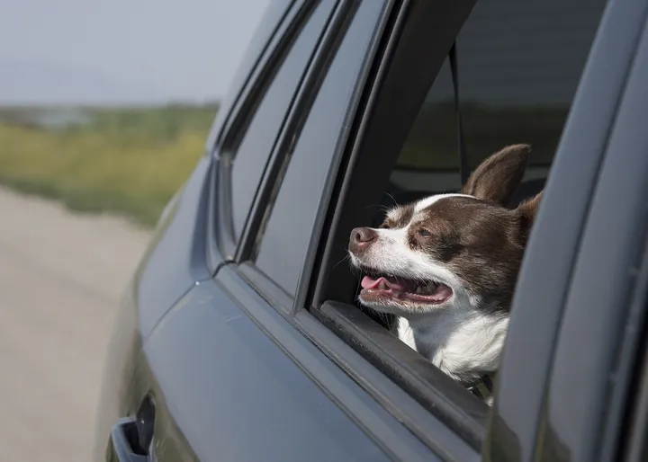 車の窓から外を見る犬
