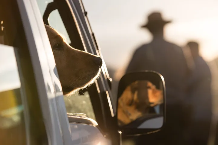 車の窓から外を見る犬