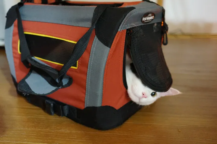 キャリーバッグに入った猫